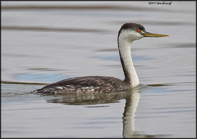 _1SB9890 western grebe.jpg